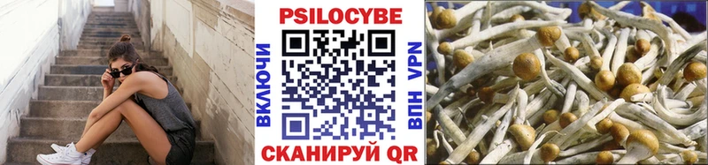 где можно купить Озёрск Галлюциногенные грибы Psilocybine cubensis